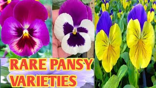 RARE PANSY VARIETIES/PANSY FLOWERS @margiepulido21