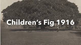 Download Lagu Ficus macrophylla f. macrophylla (Moreton Bay Fig) | Must see May MP3