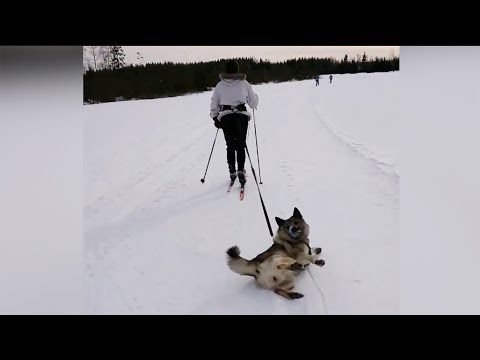 Video: Målinger Fra Hjerte Til Ryggrad For å Oppdage Utvidelse Av Venstre Atrium Hos Hunder Med Mitralinsuffisiens