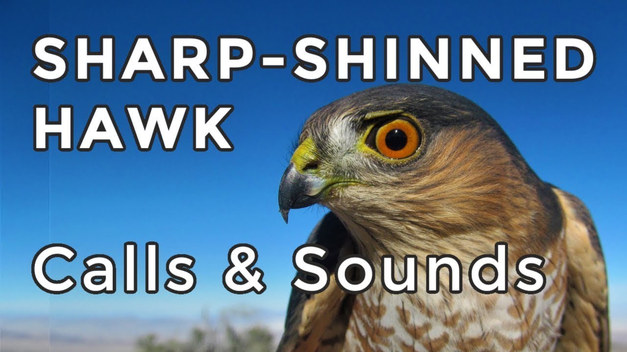 SHARP SHINNED HAWK CALLS Learn their TWO most common sounds 2024