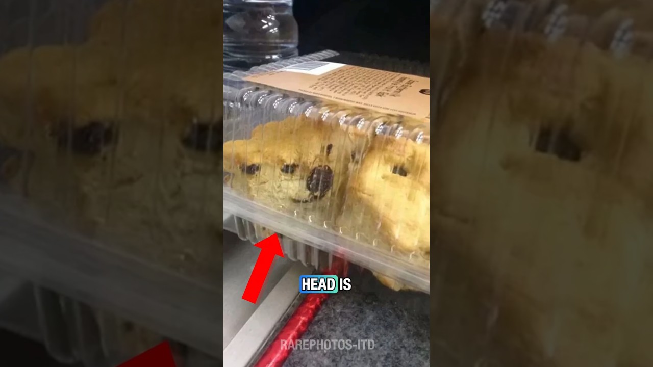 Rare Captures That Will Leave You Speechless 