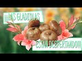 ¡¡¡LAS GLADIOLAS HAN DESPERTADO!!! - SIEMBRA | QUINDE