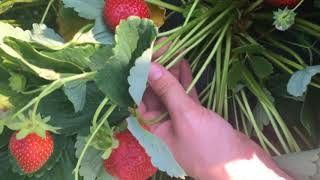 Fresh Market Strawberry Variety Trials Day Neutral Selections