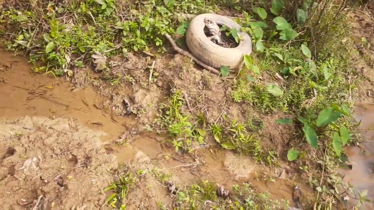 zona rural do distrito da Barra do Choça Bahia juntinho povoado da Barra Nova