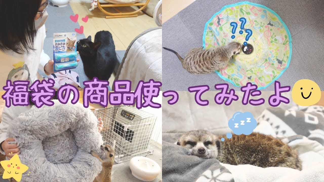 猫用福袋に入っていた物を、色々使ってみました🙌✨