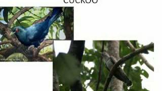birds.flv