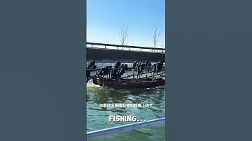 Fishing with BIRDS?! Witness this Ancient & Incredible Tradition! #shorts #viralvideo #fishing #bird