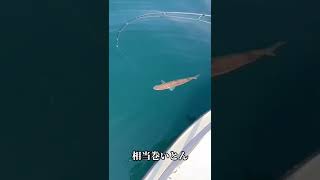 よくある釣り竿の折れ方。ほぼ毎日配信チャンネル登録よろしくね♪