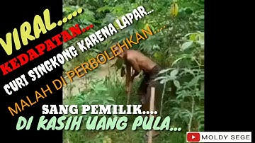 VIRAL  Kakek Curi Singkong karena Lapar  Malah Diberi Uang oleh si Pemilik Kebun