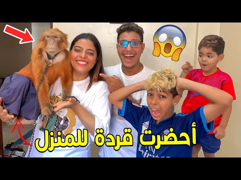 فاجأت زوجتي وجبت قردة سميتها عويشة للدار حمقاتنا