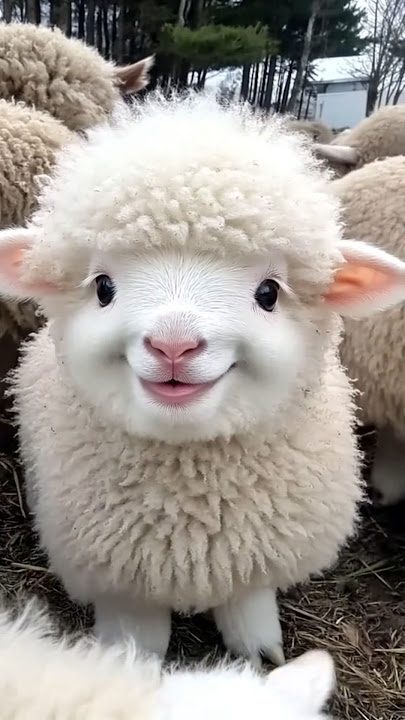 This Baby Sheep Just Stole My Heart!'#viralreels