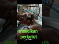 PERKUTUT ANDA SEHAT LAKUKAN INI #merawatperkutut #perkututombyokan