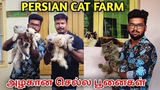 Cute funny cat's  for sale | baby kitten cat's adult cat's in coimbatore | online cat's sale & buy