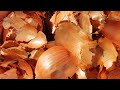 You'll Never Throw Away Onion Skin After Watching This