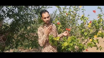 पौधों और पेड़ों का नाम || Name of plants and trees || Trees name || Easy english learning || funut