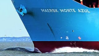 MAERSK🌊🌊 #containership #container #sea #waves #sealife #ocean #oiltanker #cargoship #shipspotting
