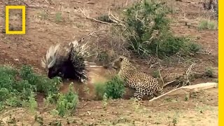 Leopard vs. Porcupine: A Prickly Standoff | National Geographic