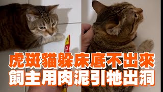 虎斑貓躲床底不出來飼主用肉泥成功引出寵物動物精選影片