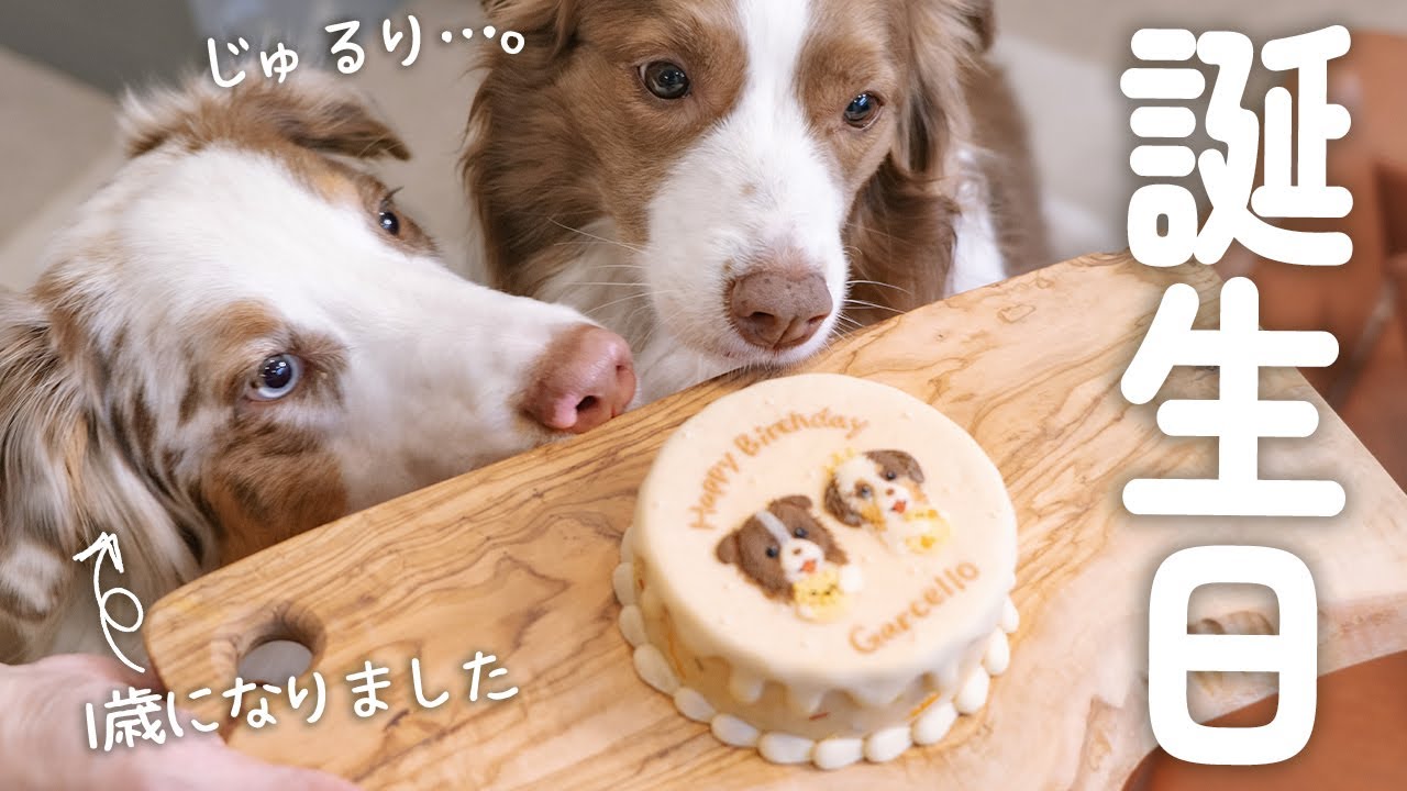 【祝1歳！！】お誕生日おめでとう！！！✨弟犬のお誕生日に可愛すぎる似顔絵ケーキを食べました🤤【ボーダーコリー・オーストラリアンシェパード】
