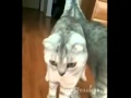 This Cat Freaks Out When He Realises He's A F...King Cat