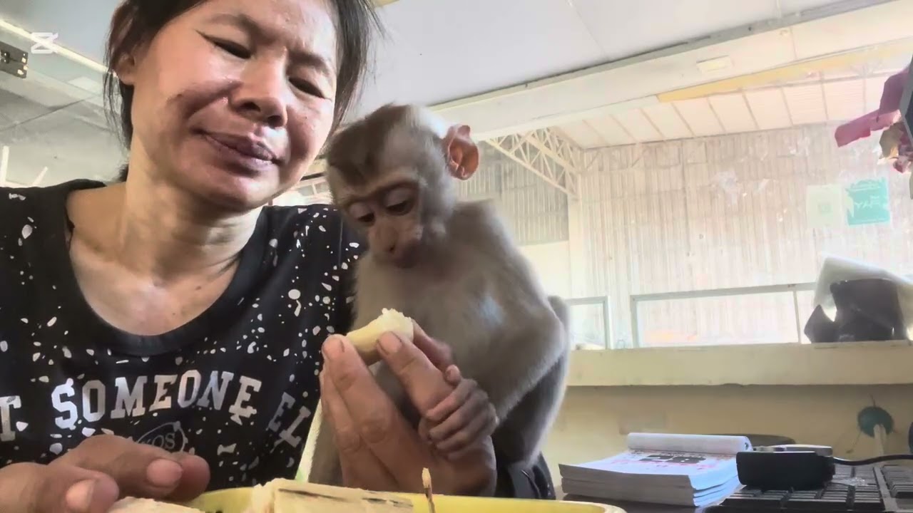 Mary eats sugar can #monkey  #animals  #asmr