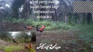 pikat ayam hutan!!! yang kalah beraksi kembali