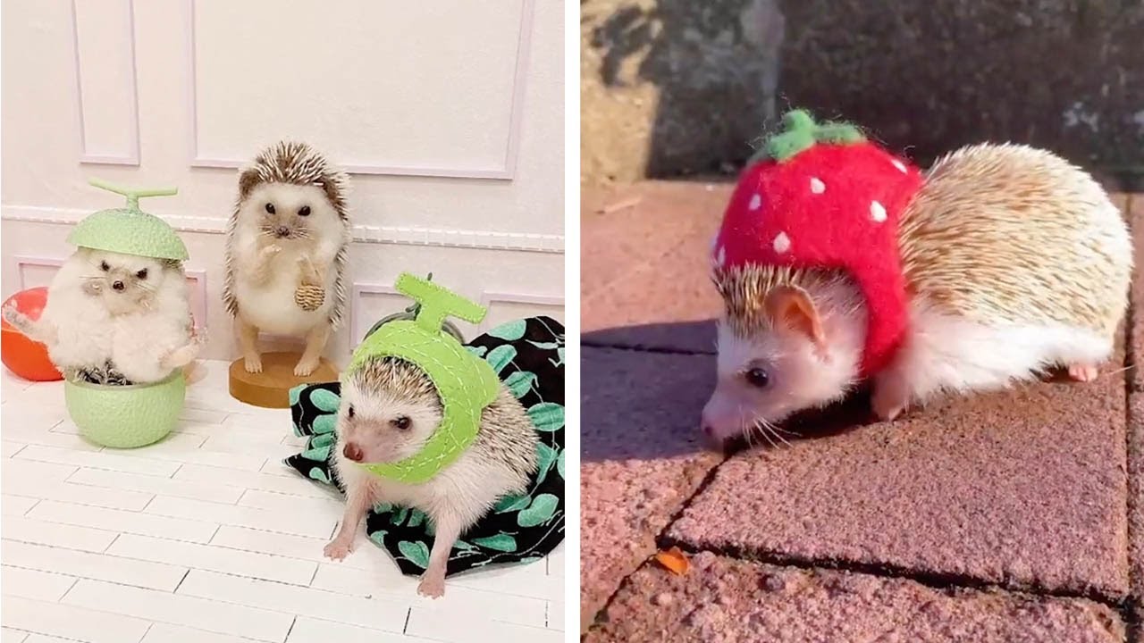 hedgehogs in hats