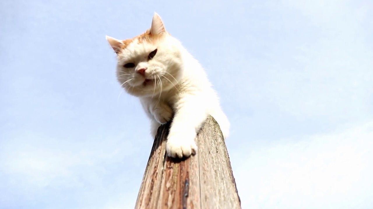 おりるしろ 190414 YouTube