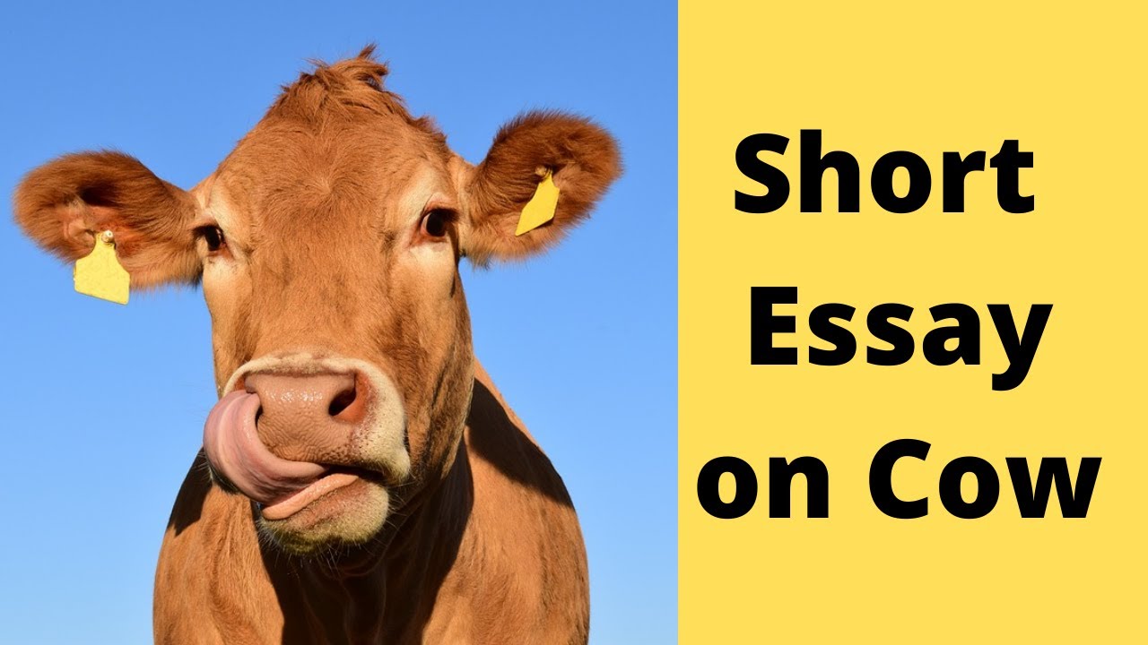 essay on cow meaning in english