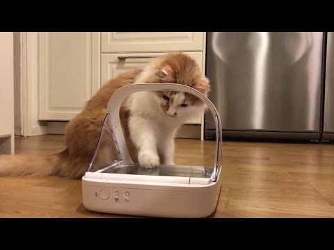 Video: Hva Slags Vannskål Trenger Katter?