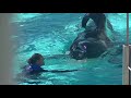 SeaWorld Trainers back in the water with the whales?!?! September 8, 2014 Part 1
