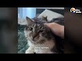 This Cat Wanted Nothing To Do With Her New Brother | The Dodo