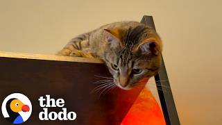 this cat wanted nothing do her new brother dodo