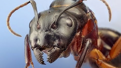 УДИВИТЕЛЬНЫЕ МУРАВЬИ (МАКРОМИР ОТ ПЕРВОГО ЛИЦА)