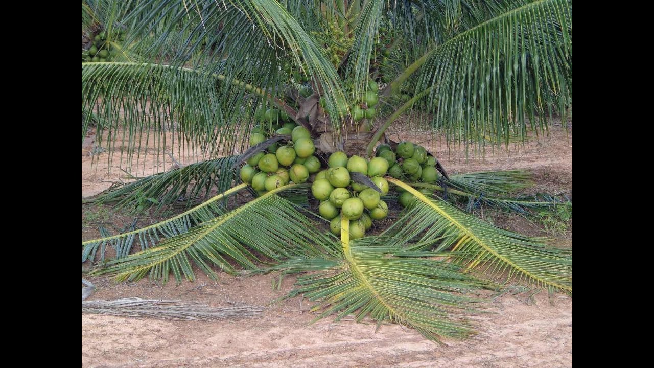 COQUEIRO O QUE FAZER PARA ELE
