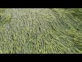 Большие Ливни и ветер убили урожай  пшеницы 2021