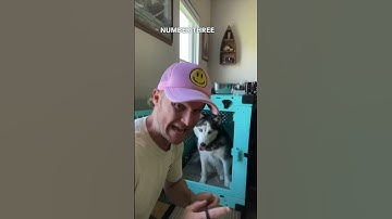 How to crate train ANY dog! #shorts