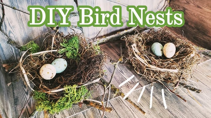 How to build a bird's nest using natural resources 