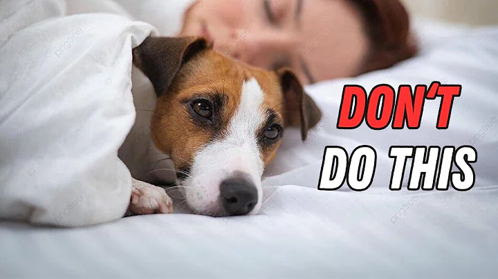How You Hurt Your Jack Russell Without Realizing