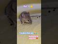 Rat Sound च ह च ह Animals Rat Village Shorts Sound Song Desi Cute Cutebaby Dj Rat Sound च ह च ह Animals Rat Village Shorts Sound Song Desi Cute Cutebaby Dj