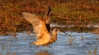 Bathing Long-billed curlew at Bison Watering Hole - Grasslands National Park - Explore.org