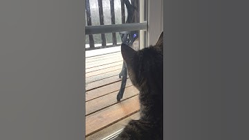 Morning routine with my kitten💗 #kittenlove #emmajane #cute #shorts #morningroutine