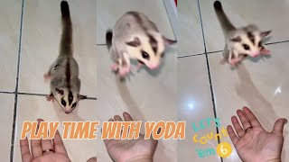 Play Time with Yoda, Jump to Owner♡ #latepost #youtubeshorts #sugarglider #cuteanimal #petslover