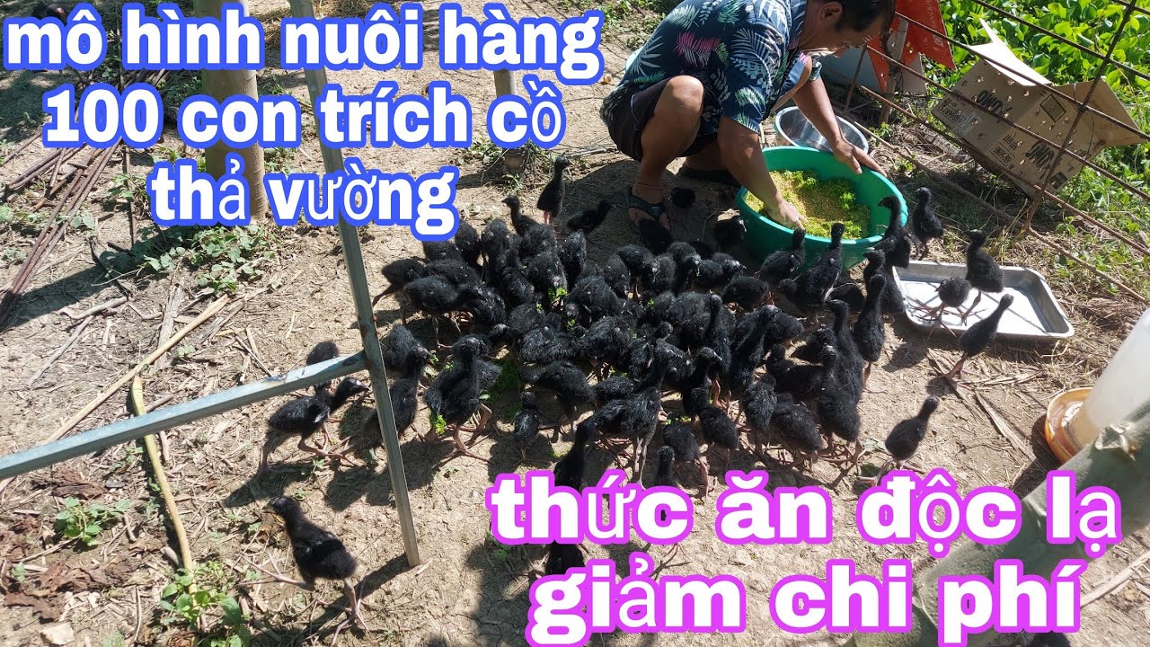 mô hình nuôi trích cồ kiểu bán tự nhiên/thả vườn/ thức... - youtube