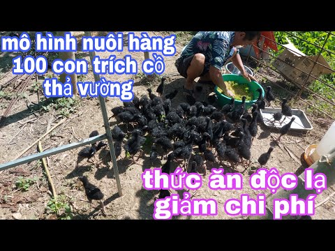 Video mô hình nuôi trích cồ kiểu bán tự nhiên/thả vườn/ thức... - youtube