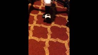Inspire 1 gimbal/camera problem