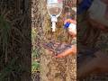 Survival Skills SIMPLE And USEFUL save SOAP in Forest #survival #shorts #outdoors #bushcraft