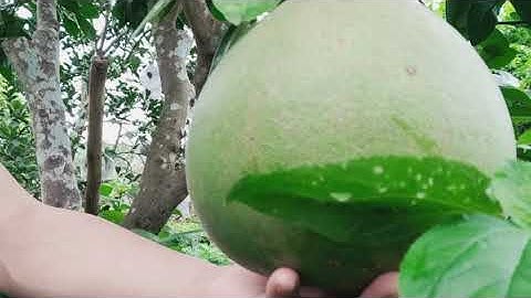 Trải nghiệm thực tế bưởi Ruby ghép vào cây bưởi bản địa khu vực Miền Bắc