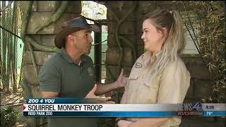 Zoo 4 You: Squirrel Monkey Troop