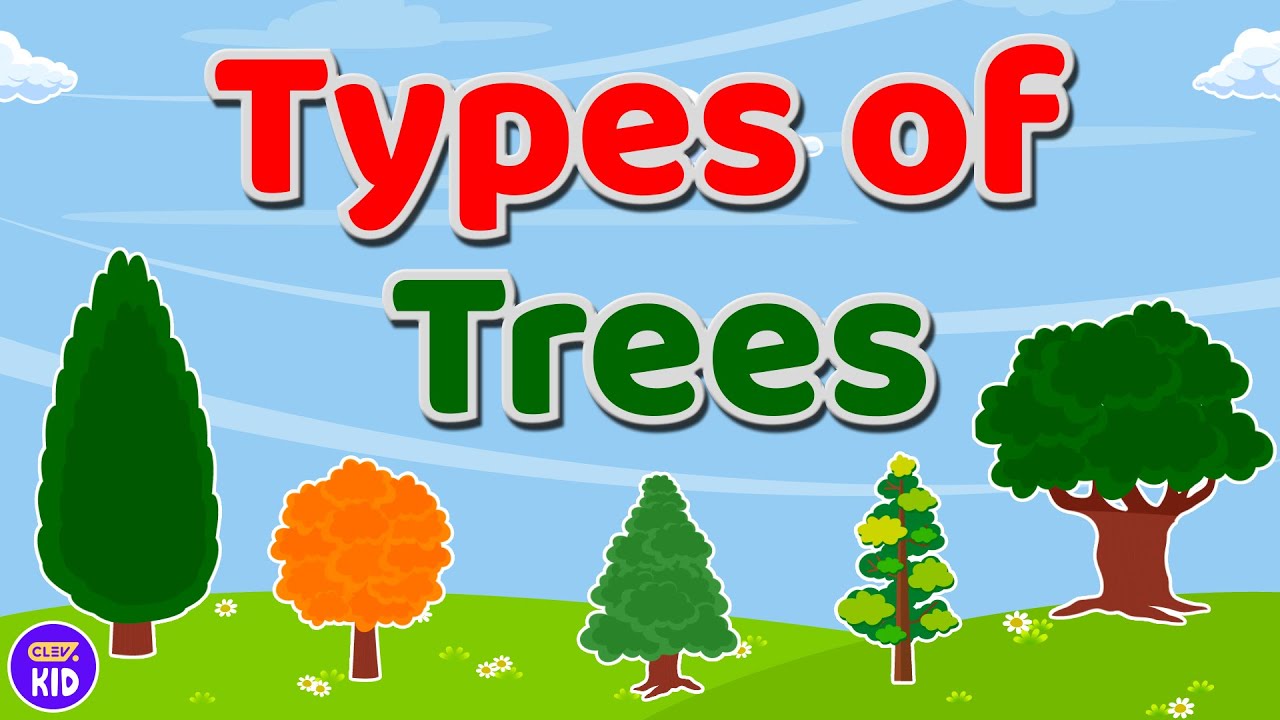 ClevKid | Tree Types 🌳 Learn About Trees for Kids, Toddlers & Preschool ...